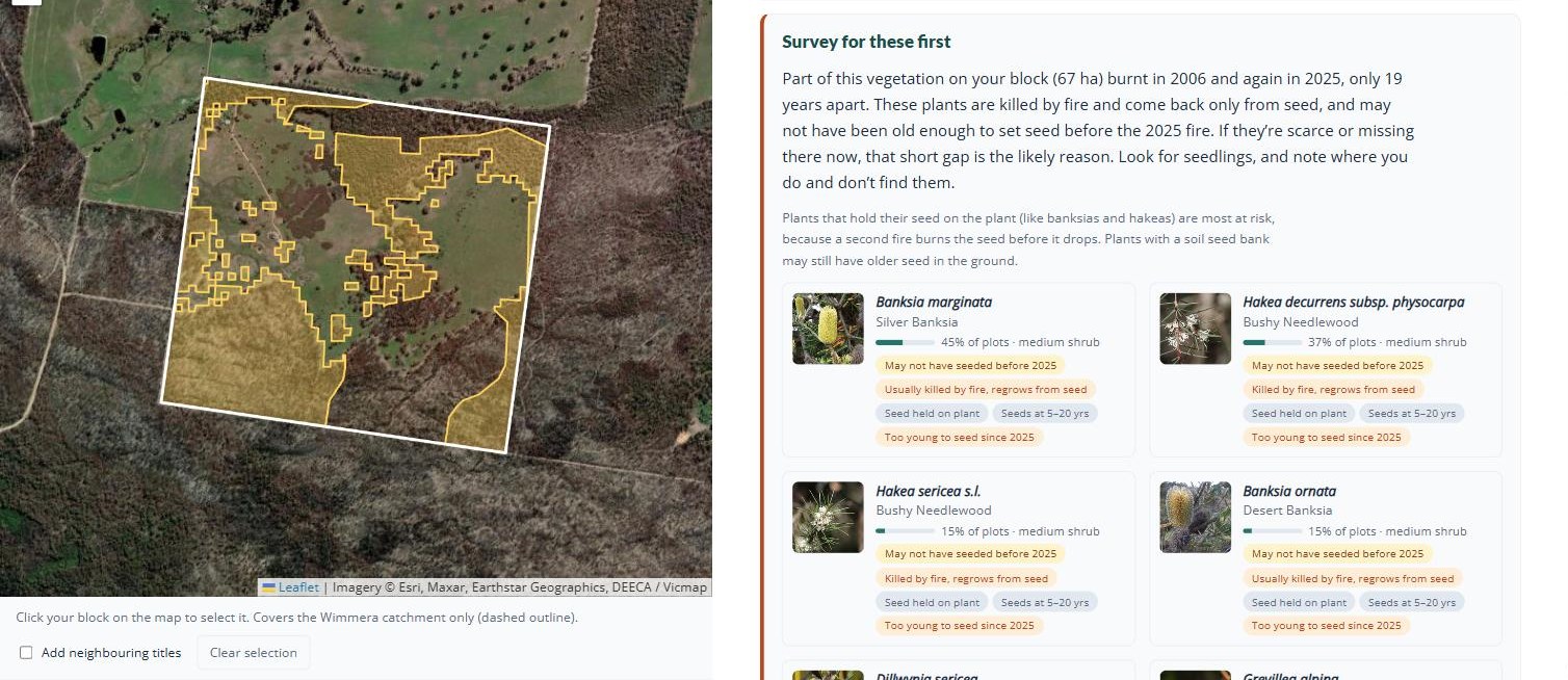 The Survey for these first group for the example block: plant cards for Silver Banksia, two needlewood hakeas and Desert Banksia, each flagged as may not have seeded before 2025.